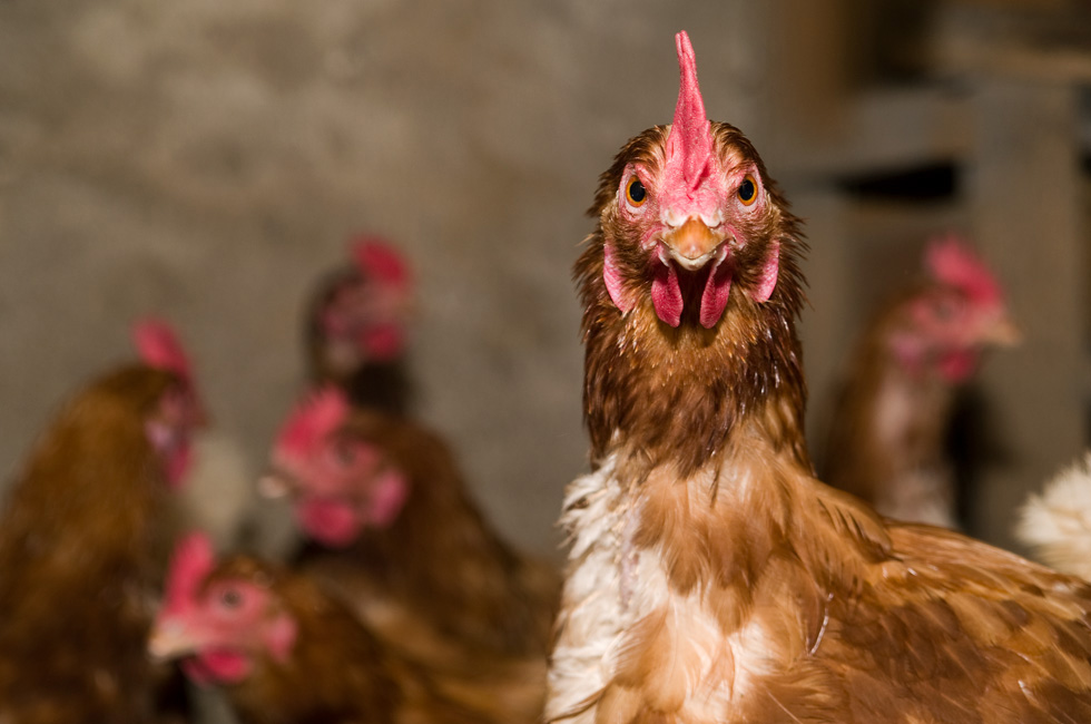 00095 kippenhokken (5)